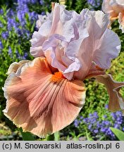 Iris hort. Magharee