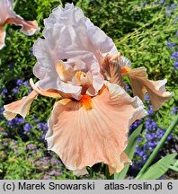 Iris hort. Magharee
