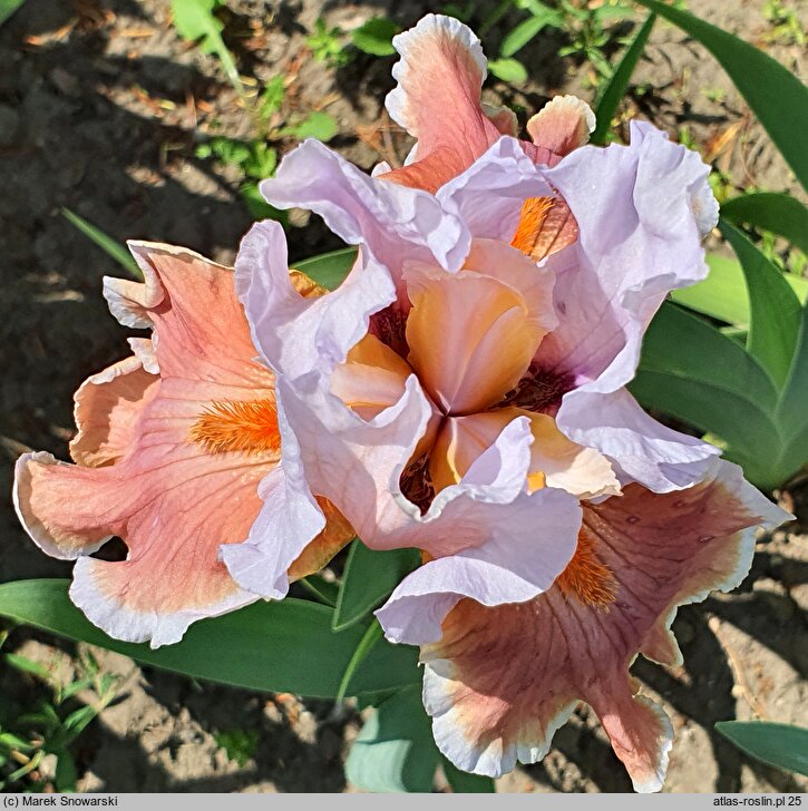 Iris hort. Magharee