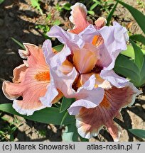 Iris hort. Magharee