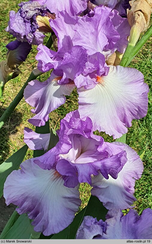 Iris hort. Fleurtation