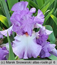 Iris hort. Fleurtation