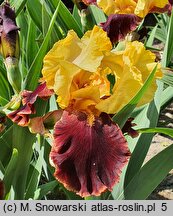 Iris hort. Fiery Chariot