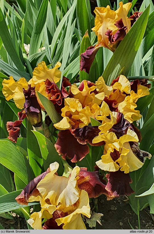Iris hort. Fiery Chariot