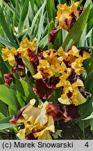 Iris hort. Fiery Chariot