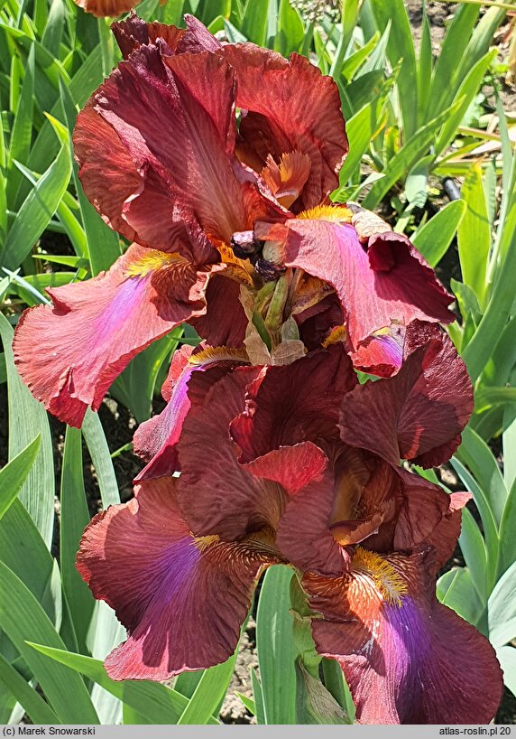Iris hort. Royal Tapestry