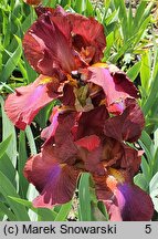 Iris Royal Tapestry