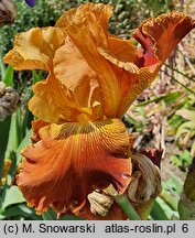 Iris hort. Burning Desire