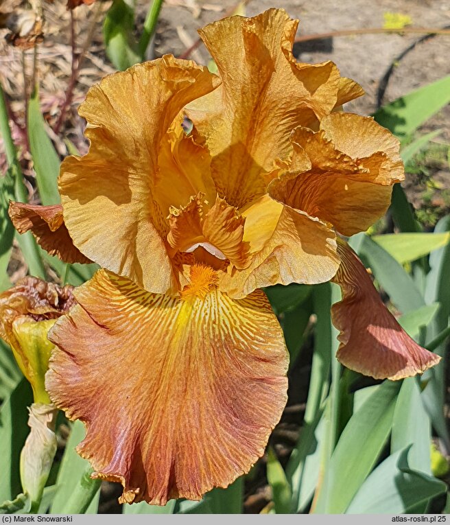Iris hort. Burning Desire