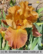 Iris hort. Burning Desire