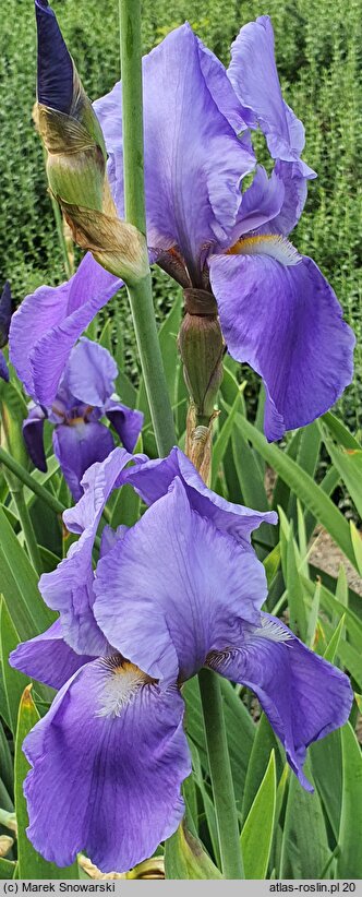 Iris Blue Rhythm