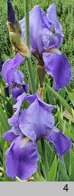 Iris hort. Blue Rhythm
