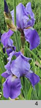 Iris Blue Rhythm