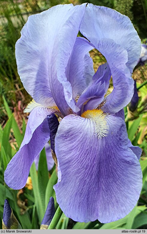 Iris Blue Rhythm