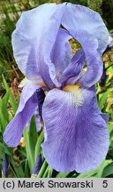 Iris Blue Rhythm