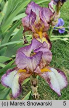 Iris Spellbound