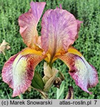 Iris hort. Spellbound