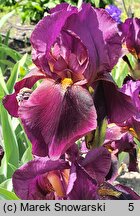 Iris hort. Ali Baba