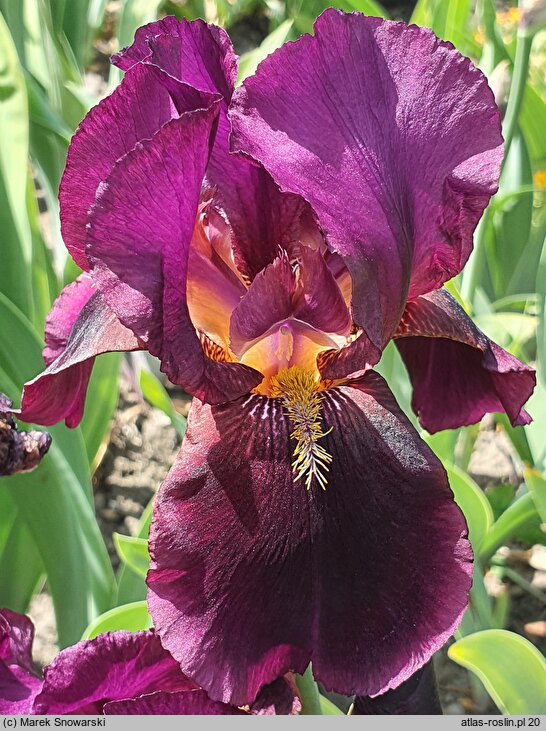 Iris hort. Ali Baba