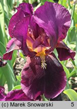 Iris hort. Ali Baba