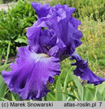 Iris hort. St. Louis Blues