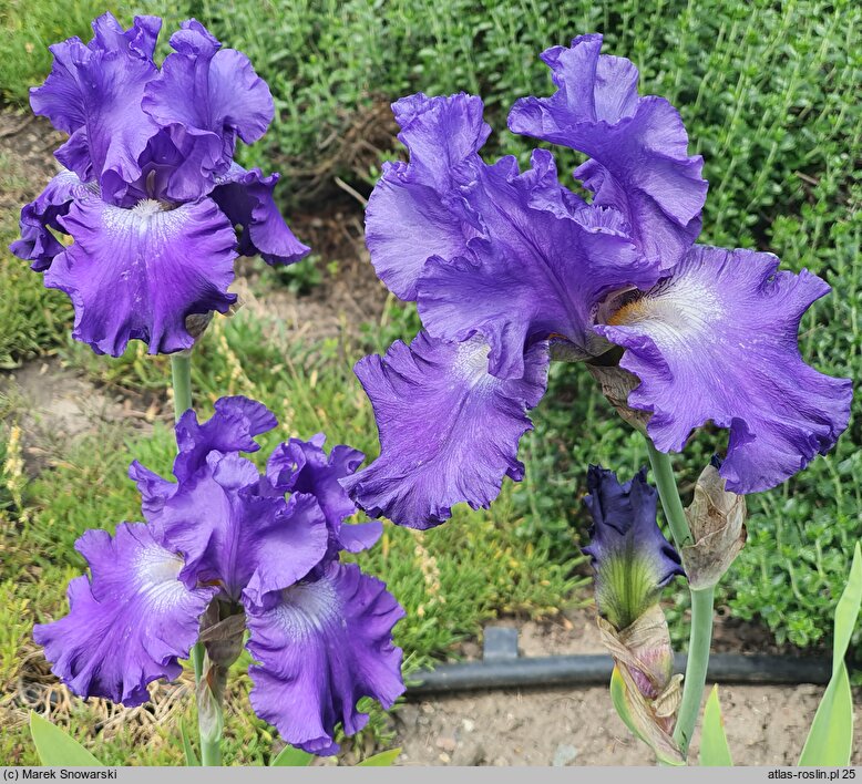 Iris hort. St. Louis Blues