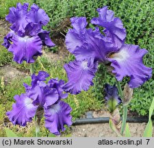 Iris hort. St. Louis Blues