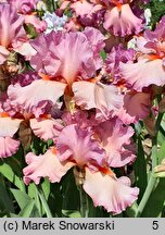 Iris hort. Believe in Magic