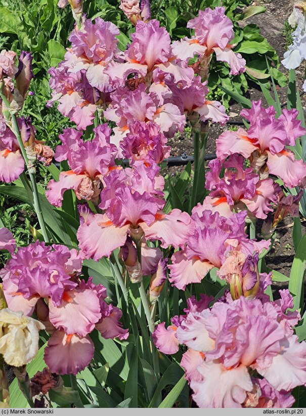 Iris hort. Believe in Magic