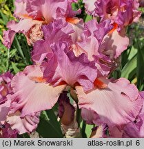 Iris hort. Believe in Magic