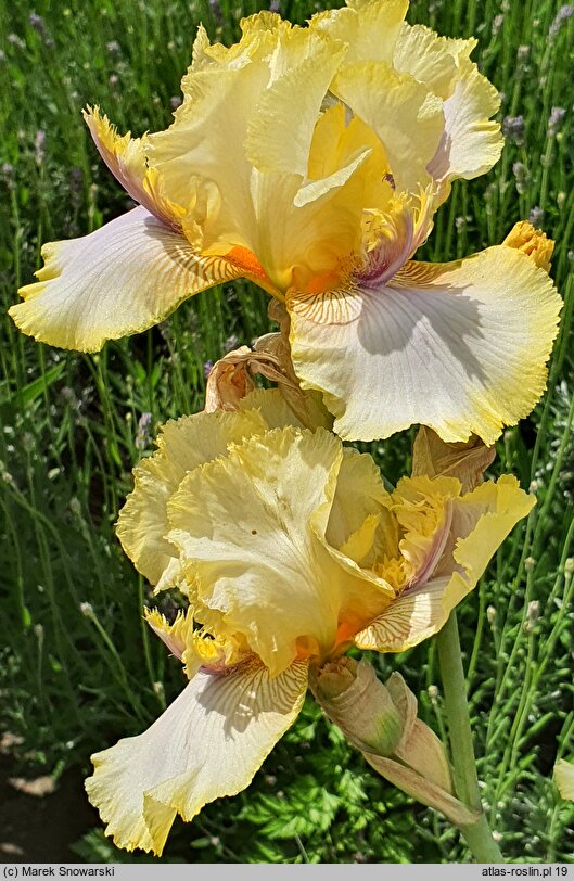 Iris hort. Canary Feathers