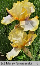 Iris hort. Canary Feathers