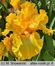 Iris hort. Hello Happiness