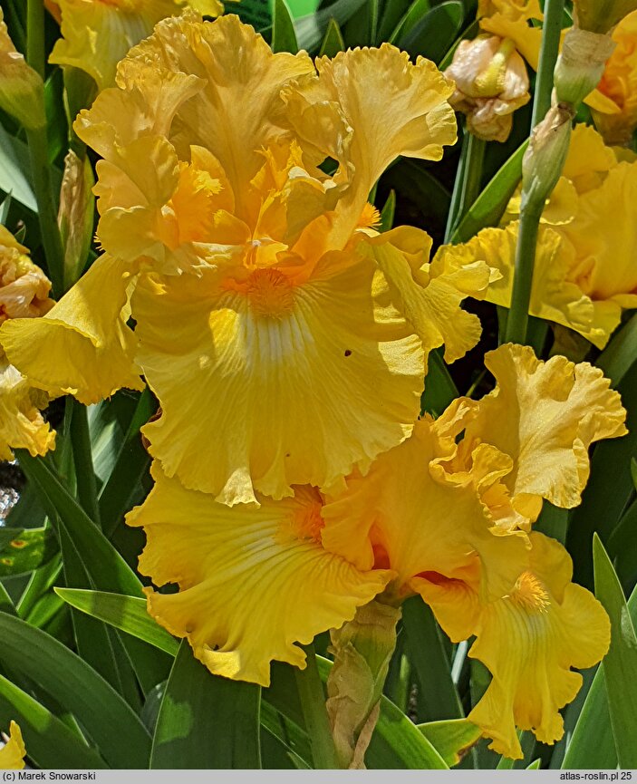 Iris hort. Hello Happiness