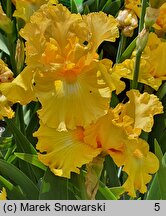 Iris hort. Hello Happiness