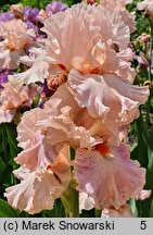Iris hort. Venus in Pink