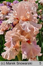 Iris Venus in Pink