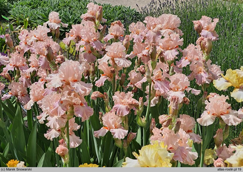 Iris hort. Venus in Pink