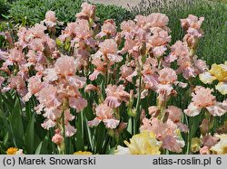 Iris hort. Venus in Pink