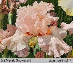 Iris hort. Venus in Pink
