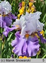 Iris hort. Sweet Serenity