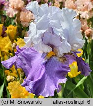 Iris hort. Sweet Serenity