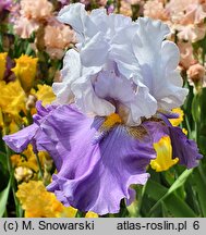 Iris Sweet Serenity