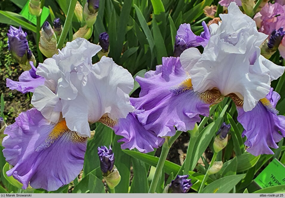 Iris hort. Sweet Serenity