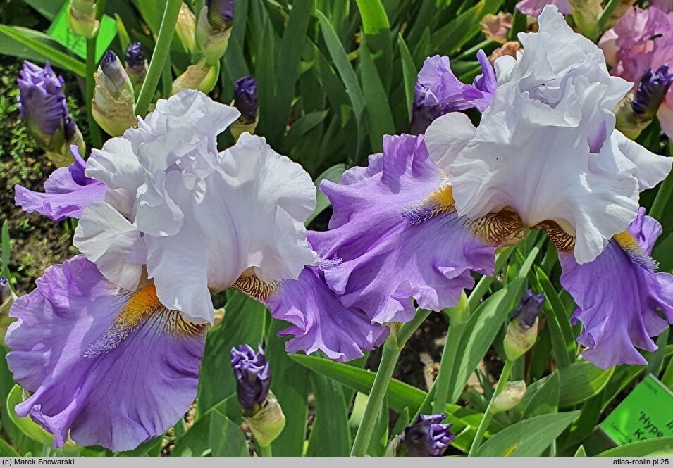 Iris Sweet Serenity