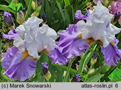 Iris hort. Sweet Serenity