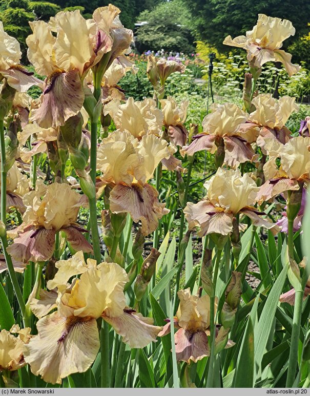 Iris hort. Thornbird