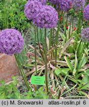 Allium hort. Gladiator