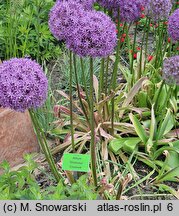 Allium Gladiator