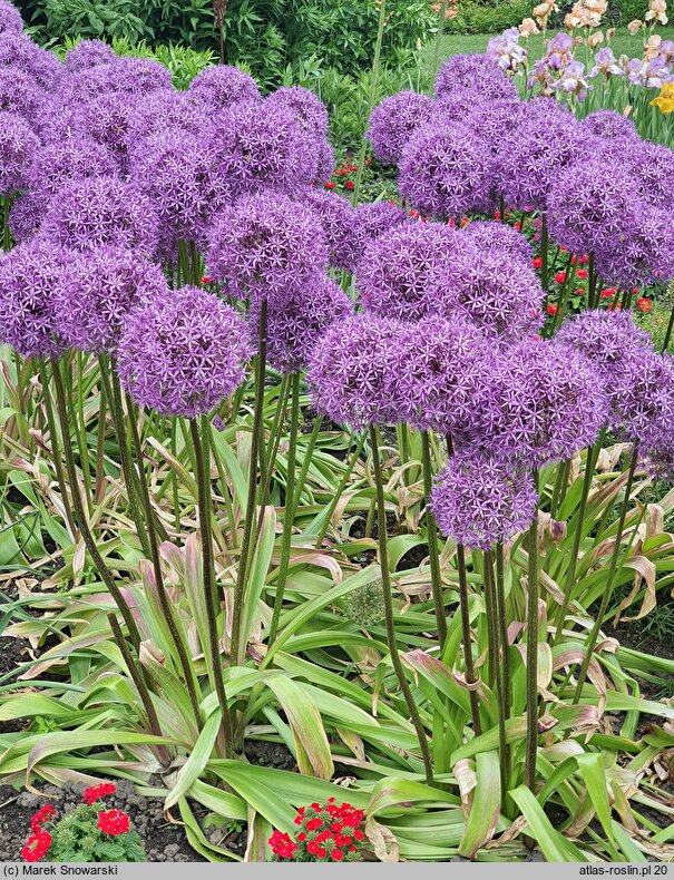 Allium hort. Gladiator